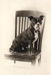 Boxer sitzt auf einem Stuhl, ca. 1890