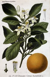 Zweig, Blüte und Frucht des Orangenbaums - botanische Tafel