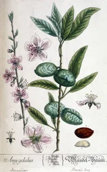 Zweig, Blüte und Frucht des Mandelbaums - botanische Tafel