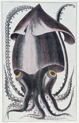 Brasilianischer Tintenfisch - nach Denys Montfort in „Histoire naturelle générale et particulière des mollusques“, Paris