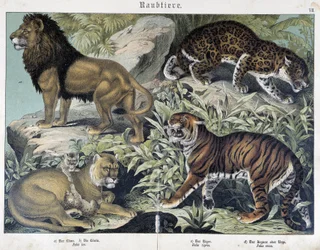 Katzen: Löwe, Löwin, Tiger - in „Naturgeschichten der Säugetiere“, ed. Schreiber