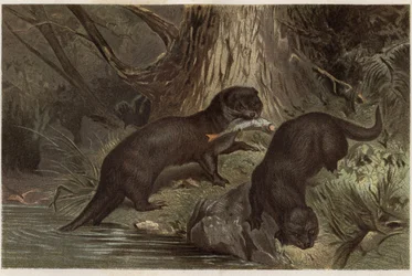 Chilenischer Otter - Der südliche Flussotter, Lontra provocax - Gravur aus „Brehms Tierleben“ von Alfred Edmund Brehm (1829-1884)