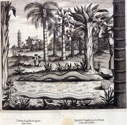 Kobra und Giftschlange aus Indien. „De China Monumenta“ von Athanasius Kircher (1601 - 1680), Jesuit, Orientalist und deutscher Gelehrter, Amsterdam 1667.