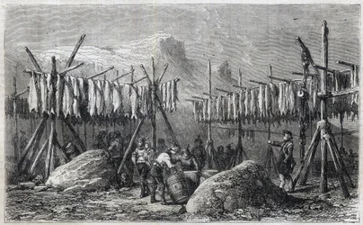 Dorsch-Trocknung in Fiskerness in Grönland - Gravur aus 