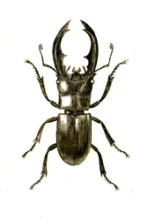 Coleoptera: Hexarthrius Buqueti oder Lucanus