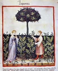 Anbau von Heilpflanzen: Ernte von Lakritze (Holz oder Wurzel). Beleuchtung aus dem "Tacuinum sanitatis"