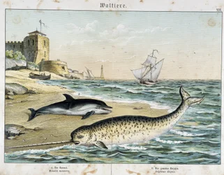 Delfin und Narwal (oder Narhwal), ein Wal - in „Natural Stories of Mammals“, ed. Schreiber