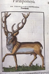 Hirsch nach Historiae animalium von Konrad Gesner, Tiguri