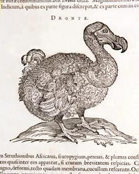 Dodo oder Dronte. Ausgestorbener Vogel - in „De Indiae utriusque re naturali et medica“ von Gulielmi Pisonis, Amsterdam