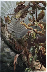 Draco volans, eine Art baumbewohnender Eidechse - Draco (Gattung) (Flugdrachen) - Gravur aus „Brehms Tierleben“ von Alfred Edmund Brehm (1829-1884)