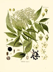 Holunderbaum (Farblithografie)