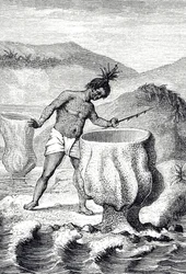 Gravur, die eine Art Schwamm namens Neptuns Becher darstellt