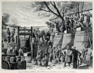 Gravur von 1876, die den Weinbau in Kalifornien im 19. Jahrhundert darstellt.