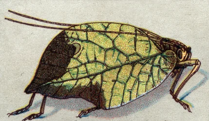 Entomologie: Darstellung eines wandernden Blattes, Insektenserie, Anfang 20. Jahrhundert