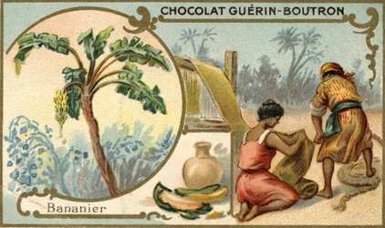 Stoff aus Bananenschalenfasern. Chromolithographie, Verpackung von Guérin Boutron Schokoladen.