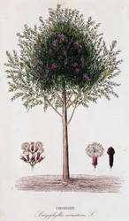Gewürznelke (Caryophyllus aromaticus)