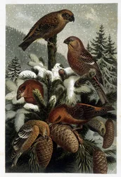 Guiffolotto delle pinete e crocieri (Bouvreuils) - in „Das Leben der Tiere“ von A. E. Brehm, Turin