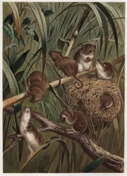 Erntemaus (oder Zwergmaus) - Eurasische Erntemaus (Micromys minutus) - Gravur aus „Brehms Tierleben“ von Alfred Edmund Brehm (1829-1884)