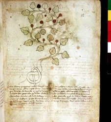Kraut „Idriam Maggiore“ oder Gras „in Form eines einfachen Knotens“. Botanische Tafel, Biblioteca comunale di Rimini