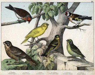 Illustration für „Naturgeschichte der Vögel“, Hrsg. Hoepli, Mailand