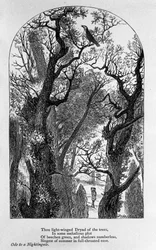 John Keats: Ode an eine Nachtigall