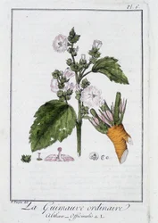 Die gewöhnliche Eibisch (Althaea Officinalis) - in „Übungen der Botanik für den Gebrauch der Händler“, geschrieben von J.C. Philibert, Druckerei Crapelet, Paris