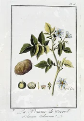 Die Kartoffel (Solanum Tuberosum) - in „Botanikübungen für Kaufleute“, verfasst von J.C. Philibert, Druckerei Crapelet, Paris