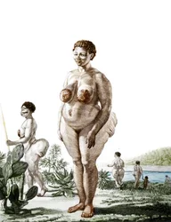 Die Venus Hottentote, Frau der Rasse Bochiman (Die Hottentot Venus), Gravur von 1815.