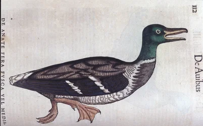 Die Löffelente in Historia Animalium von Conrad Gesner (1516 - 1565), Tiguri