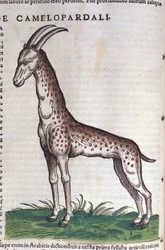 Die Giraffe. in Historia Animalium von Conrad Gesner (1516 - 1565)