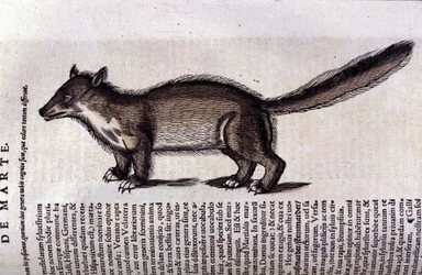 Der Marder in Historia Animalium von Conrad Gesner (1516-1565)