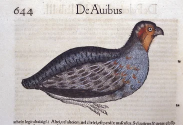 Das Rebhuhn in Historia Animalium von Conrad Gesner (1516 - 1565), Tiguri