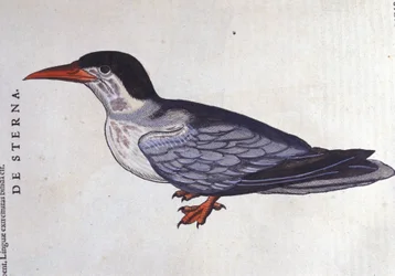 La tern ou Schwalbe des Meeres in Historia Animalium von Conrad Gesner (1516 - 1565), Tiguri