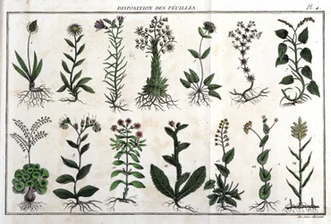 Anordnung der Blätter: in „Flora Françoise, oder eine kurze Beschreibung aller Pflanzen, die natürlich in Frankreich wachsen, geordnet nach einer neuen Analysemethode, mit Angabe ihrer weniger zweideutigen Tugenden in der Medizin und ihrer Nützlichkeit in