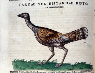 Die Großtrappe in Historia Animalium von Conrad Gesner (1516 - 1565), Tiguri