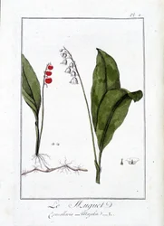 Das Maiglöckchen (Convallaria Majalis) - in „Übungen der Botanik für Händler“, geschrieben von J.C. Philibert, Druckerei von Crapelet, Paris