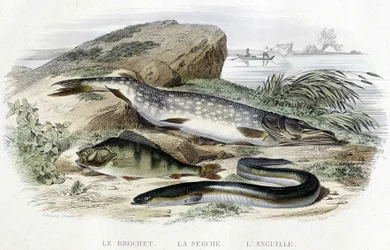 Der Hecht, der Barsch und der Aal - in „Histoire naturelle“ von Lacépède, T.II, ed. Furne et Cie, Paris