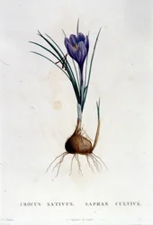 Der Safran (Crocus sativus) nach Botanique von J. Rousseau, Paris 1822