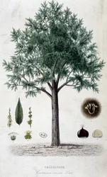 Blätter, Früchte und Kastanienbaum, botanische Tafel