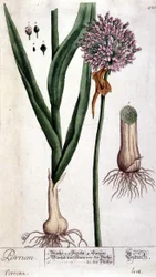 Lauch - botanische Tafel