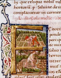Lettrine F aus dem Kapitel über Gartenbau: Szenen des Pflügens und der Bewässerung. Miniatur aus „De re rustica“ von dem Agronomen Lucius Iunius Moderatus Columella (1. Jahrhundert) (Ms.E-39). 15. Jahrhundert. Rom, Biblioteca Vallicelliana