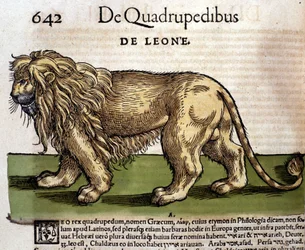 Löwe nach der Historia Animalium von Conrad Gesner, Tiguri 1560. Biblioteca nazionale Braidense. Mailand