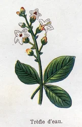 Medizinische und essbare botanische Pflanzen: Wasser-Klee. Gravur in „Die natürliche Medikation“ von Friedrich Eduard Bilz (1842-1922)