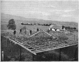 Weinberg in Montecito, Kalifornien im Jahr 1888. in „Nature“ von 1888.