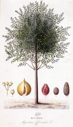Myristica fragrans - Muskatnussbaum (Myristica officinalis). Botanische Tafel