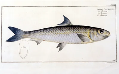 Naturgeschichte Tafel: Die Sardine nach Blochs „Ichthyologie“. Gravur des 19. Jahrhunderts.
