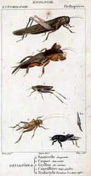 Tafel der Naturgeschichte. Entomologie. Familie der Orthopteren. Grylloides: 4. Wanderheuschrecke; 5. Zweipunktige Heuschrecke; 6. Küchen-Grille; 7. Maulwurfsgrille; 8. Tridactyl-Paradoxon; 8a. unterer Tarsus