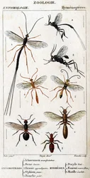 Tafel der Naturgeschichte. Entomologie. Hymenopteren-Familie.