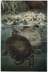 Nil-Weichschildkröte - Die afrikanische Weichschildkröte oder Nil-Weichschildkröte (Trionyx triunguis) - Gravur aus „Brehms Tierleben“ von Alfred Edmund Brehm