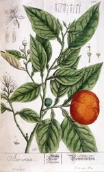 Orange (Aurentia) - Arts Deco